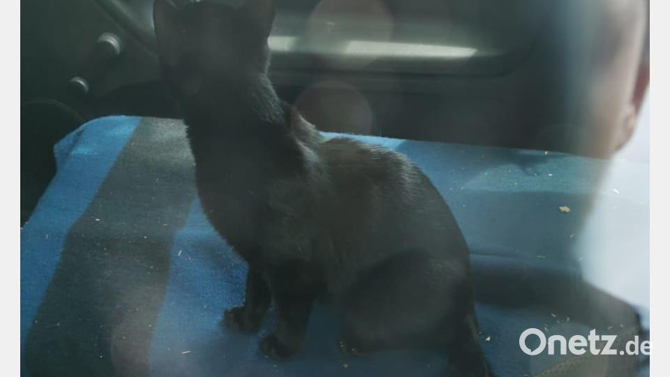 Das Auto stand in der Sonne, die Katze war aber noch fit. Bild: Feuerwehr Sinzing