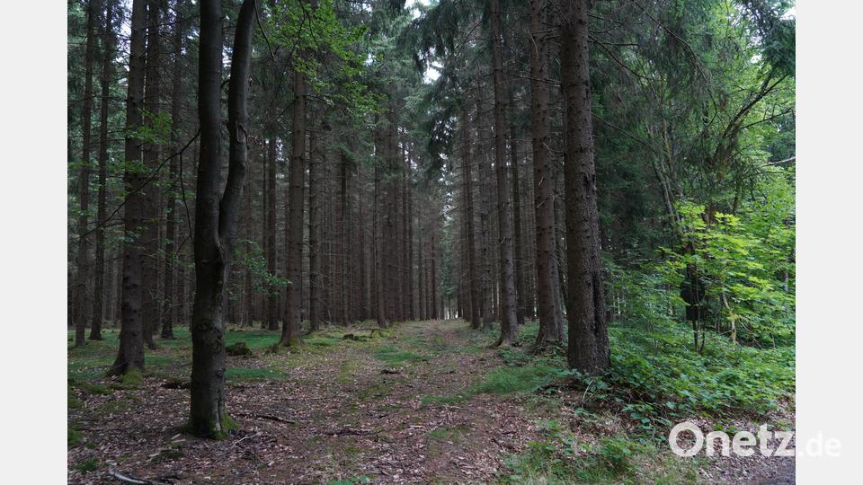 Schwamberger und Hofreiter informieren sich in Ottengrün über die Lage der Wälder. Treffpunkt war im &quot;Egerer Wald&quot;. Bild: kaz