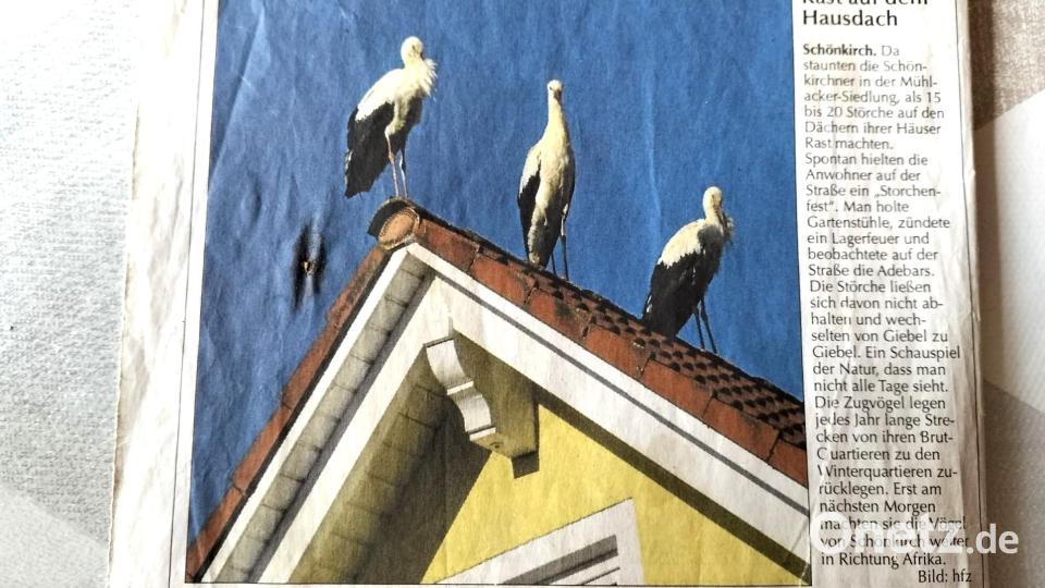 Vor zehn Jahren machten zwanzig Störche in Schönkirch Rast. Dieses Ereignis wurde sogar mit einer Schlagzeile im Neuen Tag beachtet. Daraus entstand im Ort das jährliche Storchenfest. Bild: ubb