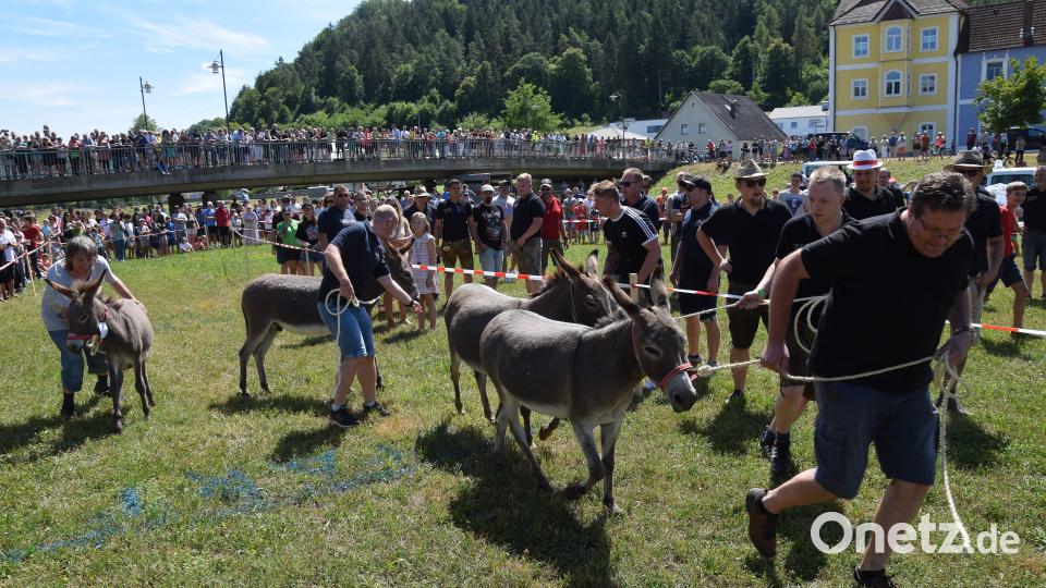Schieben oder ziehen? Für beides brachten die Esel aber kein Verständnis auf - man hätte sie wohl tragen müssen. Zumindest bei den Vorläufen war das so gewesen. Bild: bö