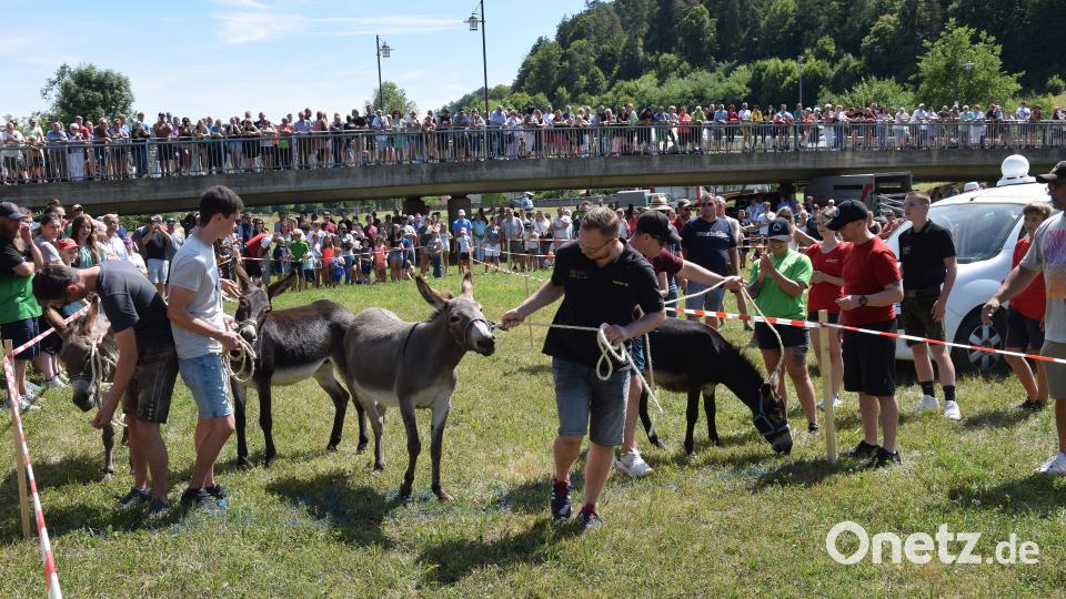 Man brauchte schon eine Eselsgeduld, um die bockigen Tiere in Bewegung zu bringen. Gut zureden, ein Grasbüschel oder das Zwiegespräch - alles wurde ausprobiert. Bild: bö