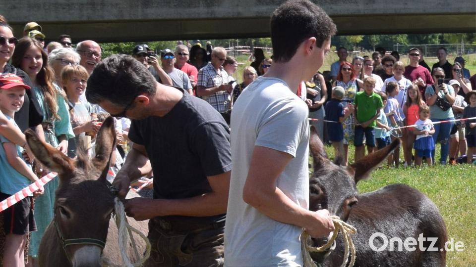 Was so ein Esel wohl hören will, um sich in Bewegung zu setzen? Diese beiden jungen Teilnehmer machten zunächst ihre Erfahrungen, was so alles nicht funktioniert. Bild: bö