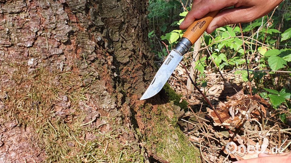 Bräunliches Bohrmehl am Fußes einer Fichte ist ein deutliches Anzeichen für die Aktivität des Borkenkäfers. Bild: Lowak