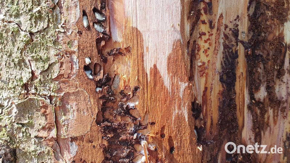 In der Rinde der Fichte legt der Borkenkäfer seine Eier ab. Dazu bohrt er kleine Löcher in den Stamm. Bild: Lowak