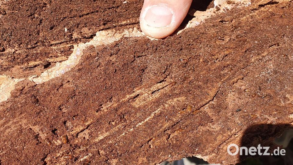 Wer genau hinsieht, kann die Borkenkäfer auf der Innenseite der Rinde entdecken. Bild: Lowak
