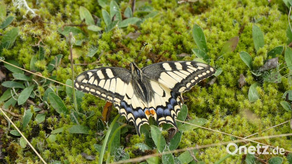 Der Schwalbenschwanz ist einer der größten Schmetterlinge Mitteleuropas. Seine Flügelspannweite beträgt bis zu acht Zentimeter. Der schwanzförmige Fortsatz an den Hinterflügeln ist sein markantestes Merkmal. Archivbild: cvl