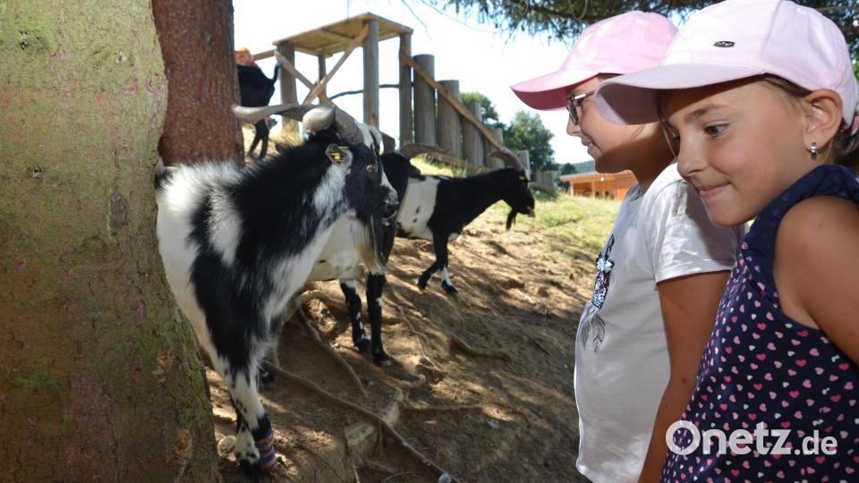 Neugierig gucken die Afrikanischen Zwergziegen auf die Besucher. Bild: dob