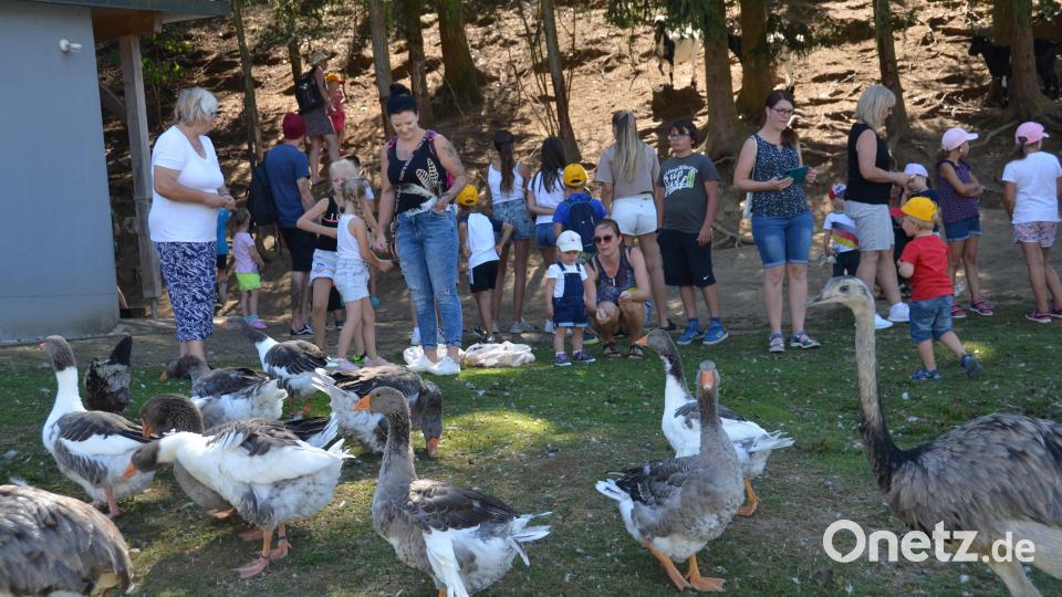 Toulouser Gänse, Nandus und Hühner kamen ganz nah zu den Gästen, um sich Futter abzuholen. Bild: dob