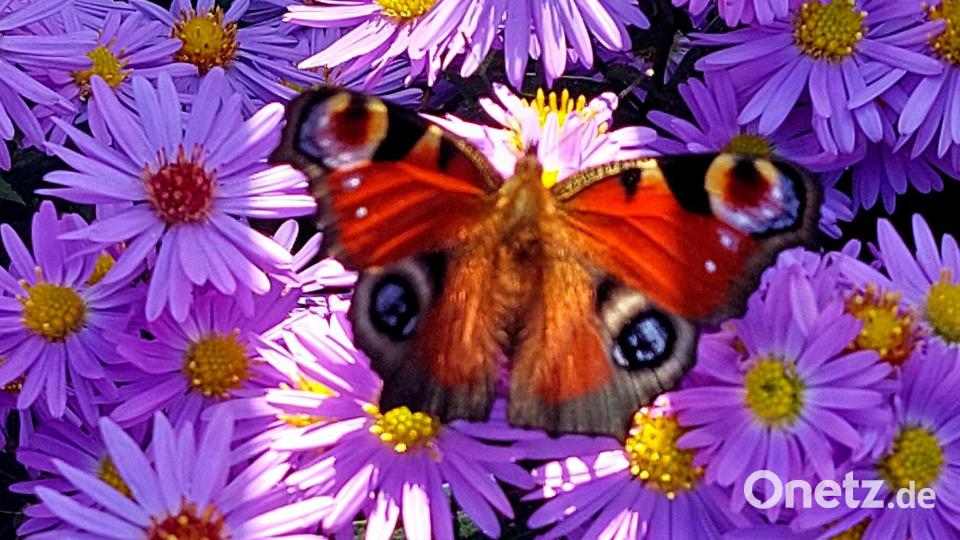Tagpfauenauge sind vom zeitigen Frühjahr bis in den Herbst zu sehen. Im Sommer suchen sie sich gerne rote und blauviolette Blüten. Archivbild: Andrea Birkl