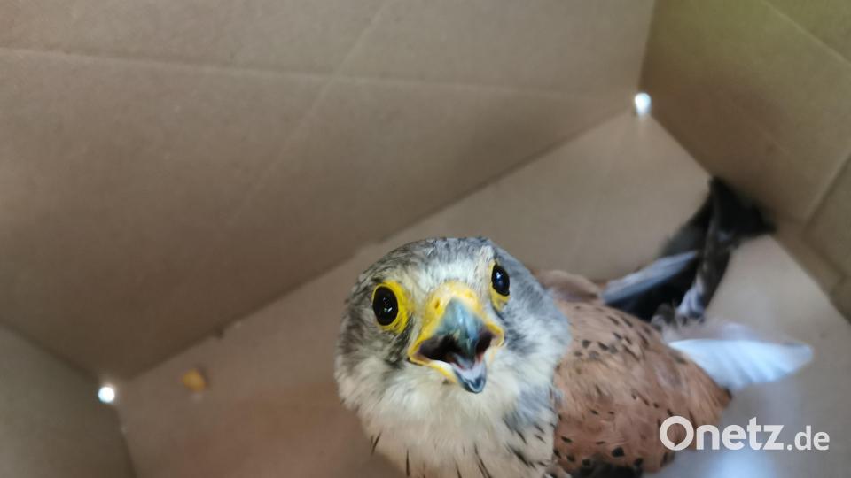 Geschafft! Der junge Falke kommt in eine Vogelauffangstation. Bild: Polizei Weiden/exb