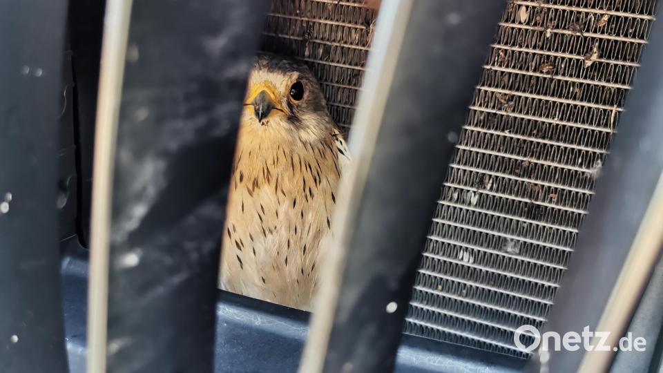 Der Falke lugt hinter den Gitterstäben des Kühlergrills hervor. Bild: Polizei Weiden/exb