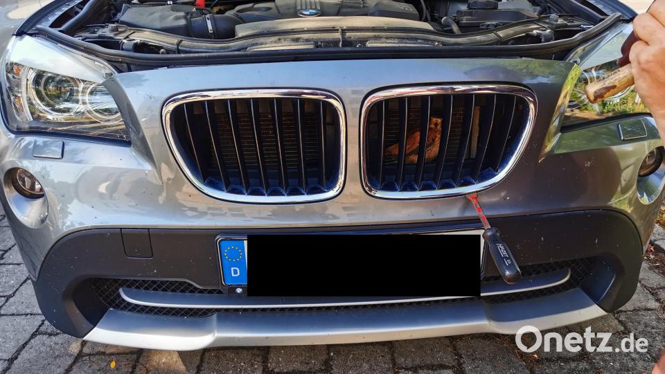 Ein junger Falke ist nach einem "Flugunfall" hinter den Kühlergrill eines Autos geraten. Bild: Polizei Weiden/exb