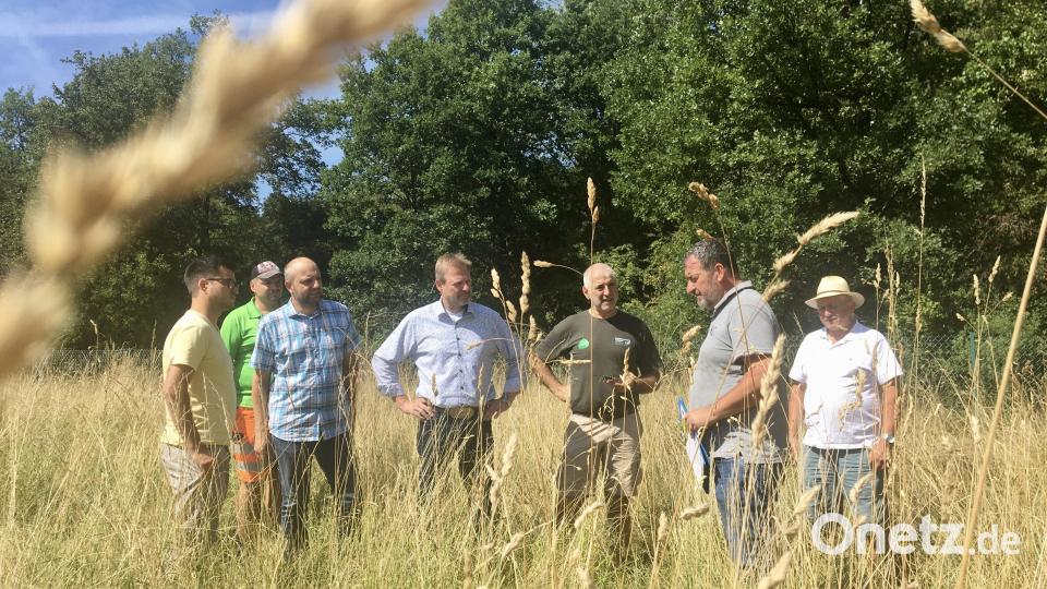 Diese Fläche leidet zwar auch unter der Dürre, aber sie ist nach wie vor voll von Insekten. Von links: Christian Kätzlmeier, Benjamin Weiß, Andreas Bodensteiner (Gemeinde Freudenberg), Bürgermeister Alwin Märkl, Rudi Leitl, Richard Lehmeier (beide vom Landschaftspflegeverband) und Zweiter Bürgermeister Franz weiß. Bild: gri