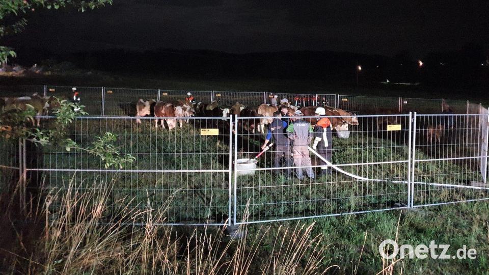 Mit einem Bauzaun wurde auf einer angrenzenden Wiese ein Gatter für die überlebenden Tiere errichtet. Bild: Kreisbrandinspektion Cham