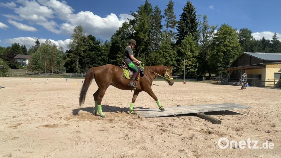 Spannende Herausforderung: Pferd auf der Wippe. Bild: gis