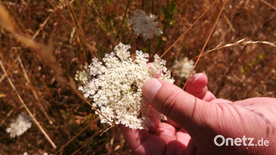 In der Mitte der Wilde Möhre sitzt oft eine dunkle Blüte. Unsere gelbe Rübe stammt von der Wilden Möhre ab. Bild: dir