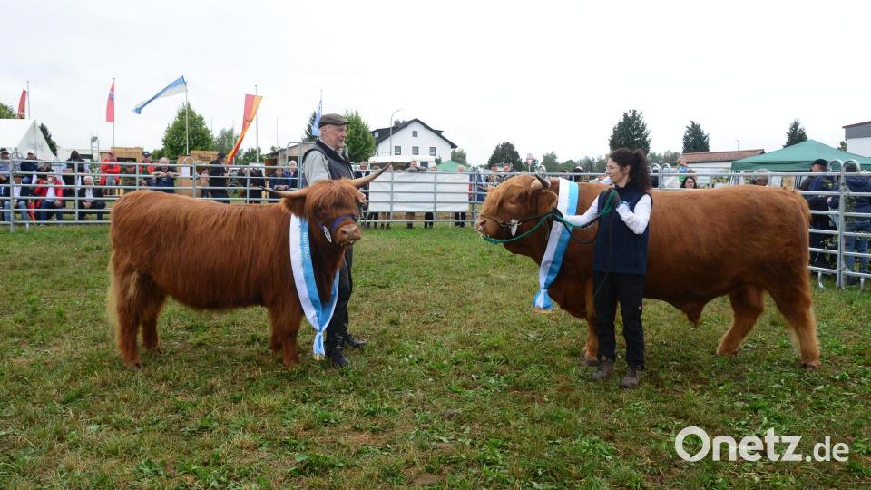 Diese Bullen können sich sehen lassen: Sie wurden mit den Bändern des Siegers und Platzierten in ihrer Rasse gekürt. Bild: bey