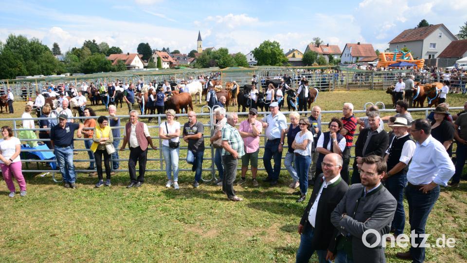 Ansprachen, Vorführungen, Siegerehrungen und jede Menge zum Schauen gibt es bei der Landesausstellung der Zuchtrinder in Moosbach. Das zieht viele Besucher an. Bild: bey