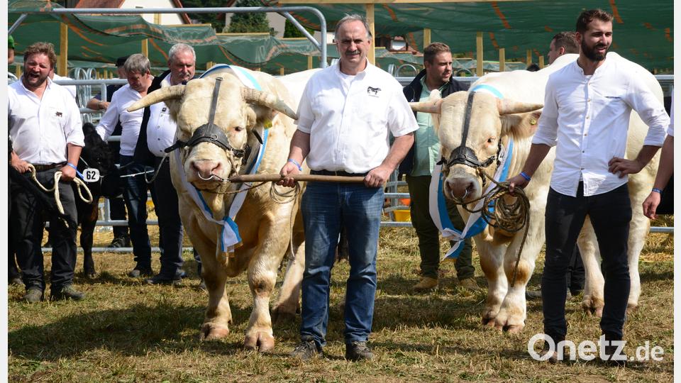 Für die vielen Besucher der Landestierschau gibt es aus nächster Nähe prächtige Tiere (im Bild die Rasse Charolais zu bestaunen. Bild: bey