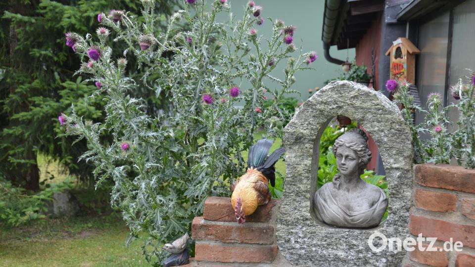 Die Mariendistel überrascht ihre Besitzer heuer mit reicher Blüte. Fast glaubt man, sie entspringt der Gartenmauerskulptur Bild: dob