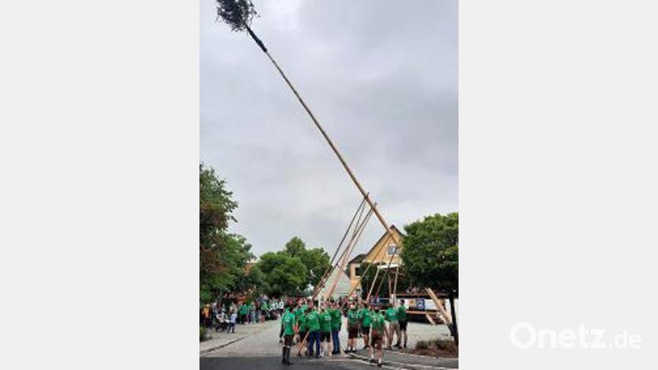 Mit bloßer Muskelkraft wurde die 22 Meter hohe Fichte in die Senkrechte gestellt. Bild: lep