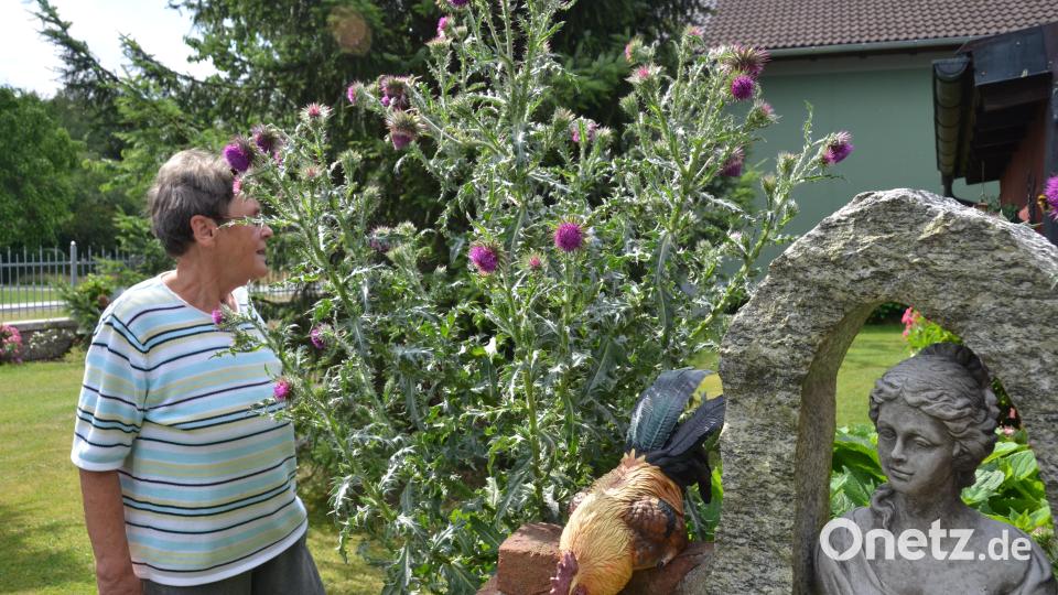 Fast glaubt man, die Mariendistel entspringt der Steinmauer. Die mannshohe und kratzbürstige Staudenpflanze überragt die Besitzerin mittlerweile schon. Bild: dob