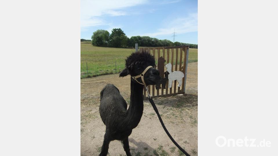 Das schwarze Alpaka Amigo war das älteste Tier, zugleich aber auch das frechste unter allen. Es nutzte nämlich die Unachtsamkeit der Kinder und riss sich schon auch mal von seinem Führer los. Bild: gm