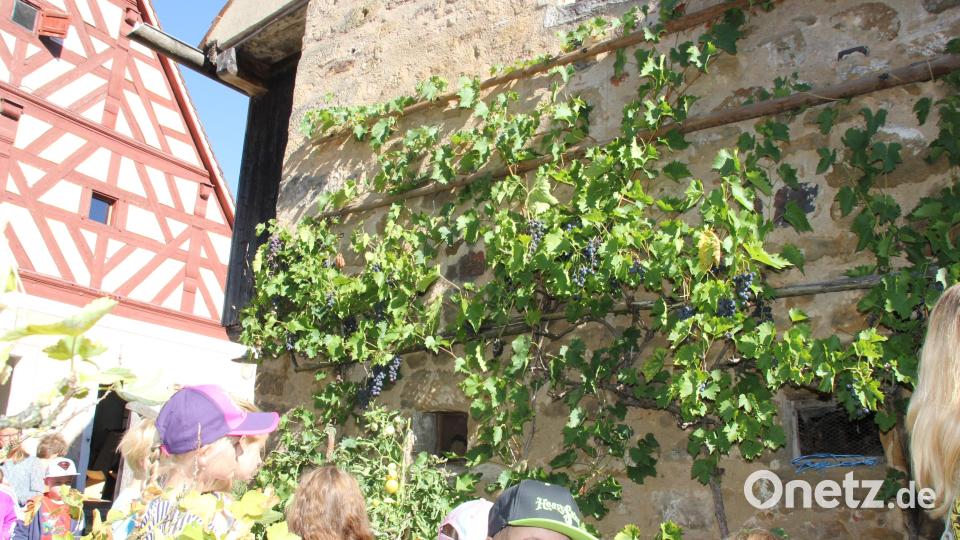 Die Weinrebe, die am Nebengebäude des Goglhofs rankt, verspricht heuer eine reiche Ernte. Bild: ads