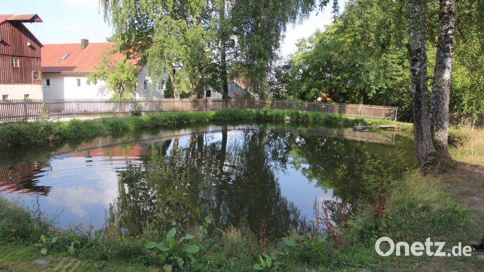 Der Zulauf zum Rodenzenreuther Dorfweiher, der auch als Löschweiher dient, müsste dringend saniert werden, hieß es beim Bürgergespräch. Bild: kro