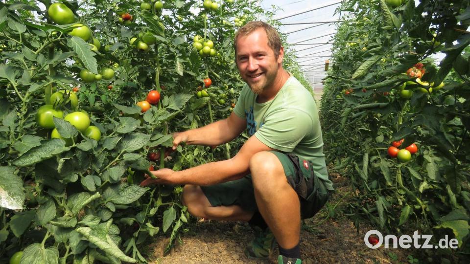 Simon Rauch produziert bei Stockau bei Krummennaab landwirtschaftliche Produkte in Bio-Qualität. Auf dem Markt will er unter anderem mit Bio-Tomaten punkten. Archivbild: ubb