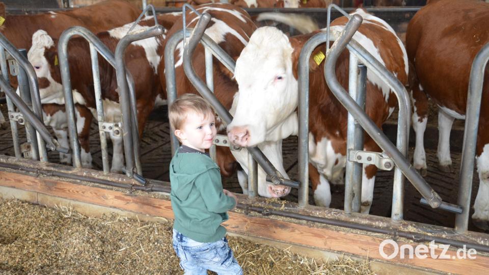 Schon die kleinsten Kinder sind fasziniert von den Tieren auf dem Bauernhof. Bild: dob