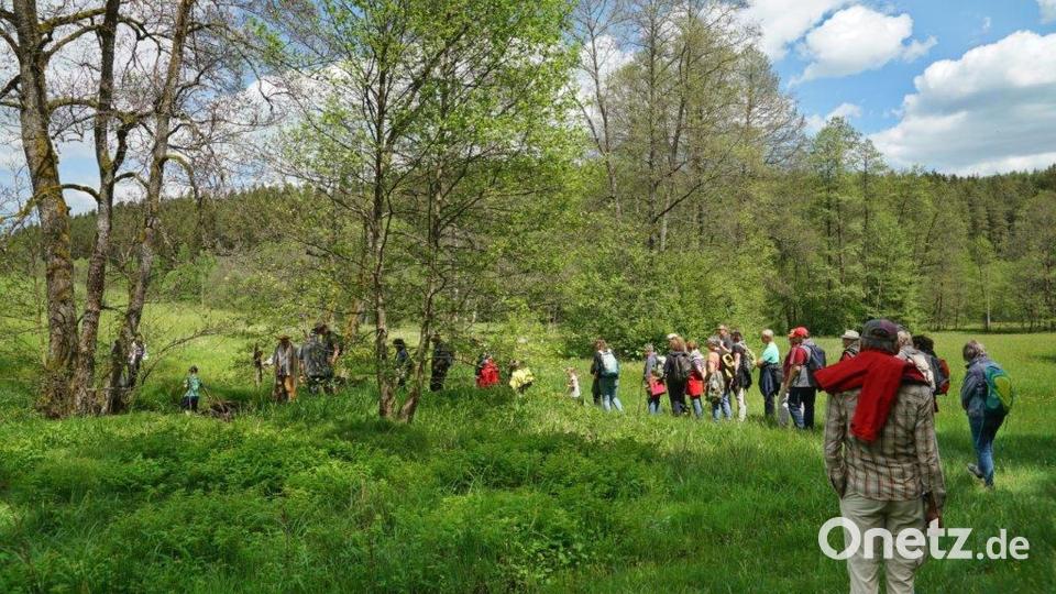 Die Familienwanderung der Gesellschaft Steinwaldia Pullenreuth führte von Oberwappenöst - entlang der hier vorhandenen Flora und Fauna - nach Ebnath. Bild: wro