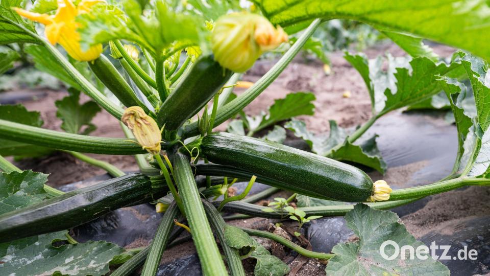 Im August/September reifen die Zucchini in unseren Gärten. Sie eigenen sich prima für schnelle Gerichte. Bild: Philipp Schulze/dpa