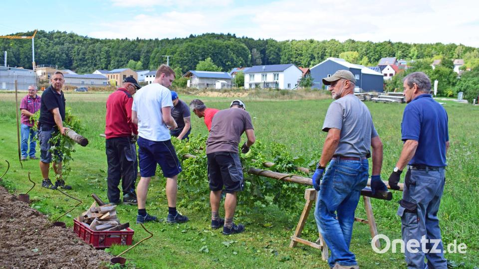 Kraft und Geschick sind beim Umlegen der Stangen und dem Herabziehen der Rebzweige gefragt. Bild: no