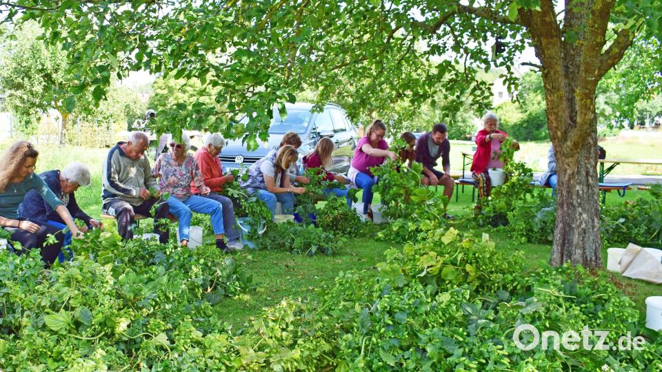 Mitten im Grünen läuft die Arbeit beim Hopfenzupfen. Bild: no