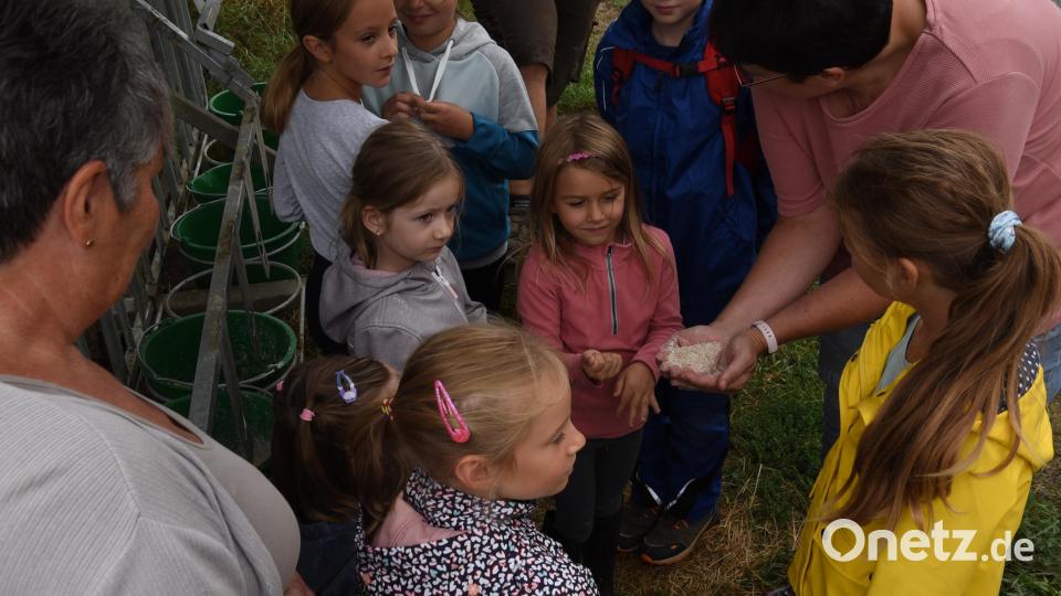 Bei der Fütterung der Kälber war der Andrang groß. Bild: nag