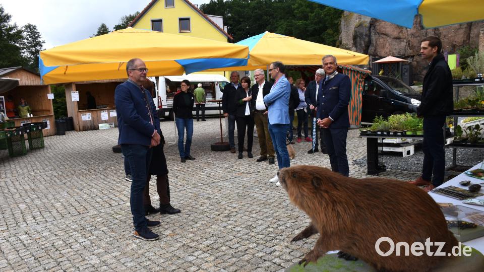 Auch ein Biber war vor Ort, allerdings nur als ausgestopftes Modell am Stand des Naturparks Steinwald. Bild: ubb