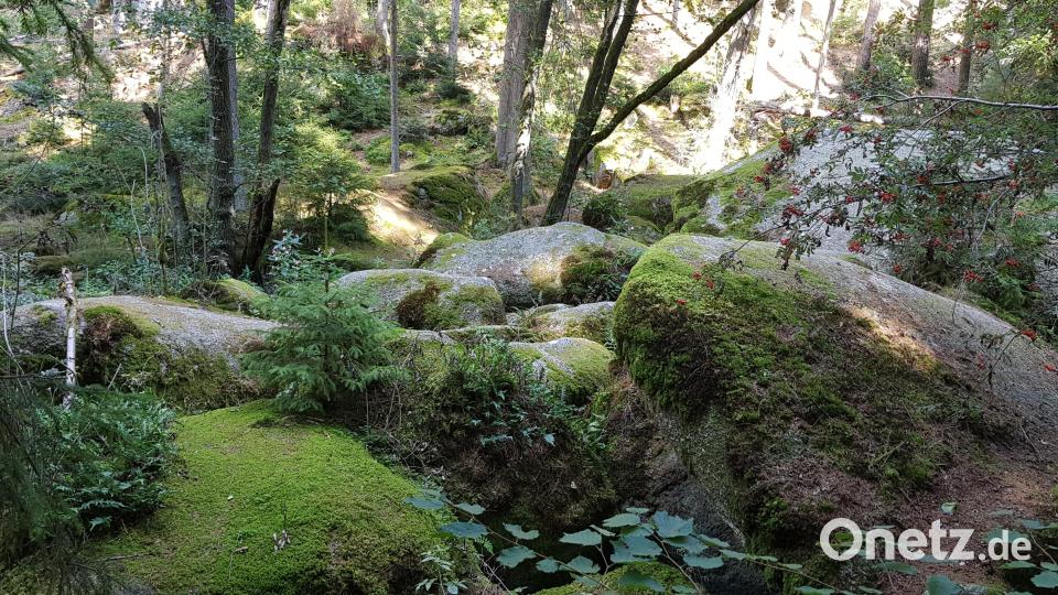 Wie verwunschen präsentiert sich das Naturschutzgebiet Doost. Bild: dob