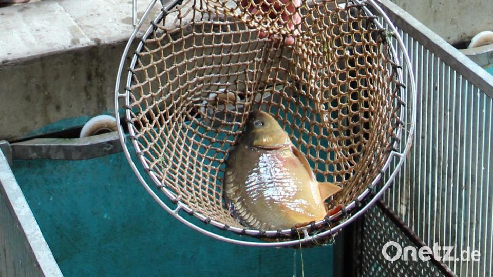 Wenn die Erlebniswochen Fisch am 25. September in Kemnath eröffnet werden, dann steht vor allem der Karpfen aus der Region im Mittelpunkt. Bild: stg