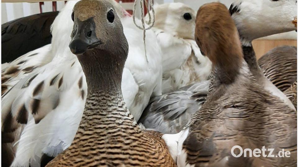 Illegaler Tiertransport bei Schwandorf 2022 September Deutscher Tierschutzbund, Landesverband Bayern Bild: Deutscher Tierschutzbund, Landesverband Bayern