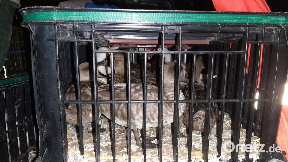 Illegaler Tiertransport bei Schwandorf 2022 Deutscher Tierschutzbund, Landesverband Bayern Bild: Deutscher Tierschutzbund, Landesverband Bayern