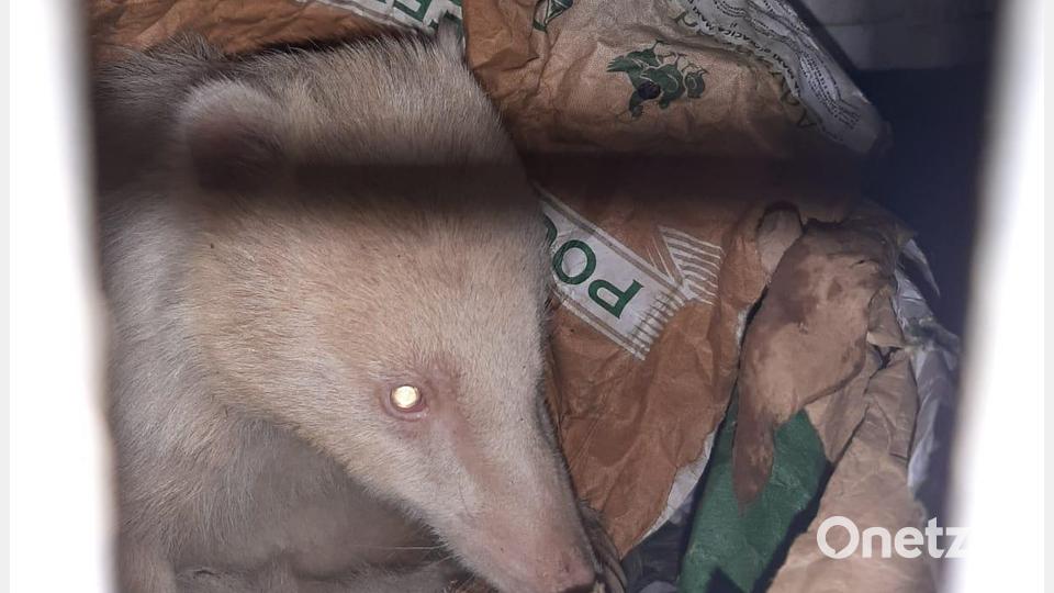 Illegaler Tiertransport bei Schwandorf 2022 September Deutscher Tierschutzbund, Landesverband Bayern Bild: Deutscher Tierschutzbund, Landesverband Bayern