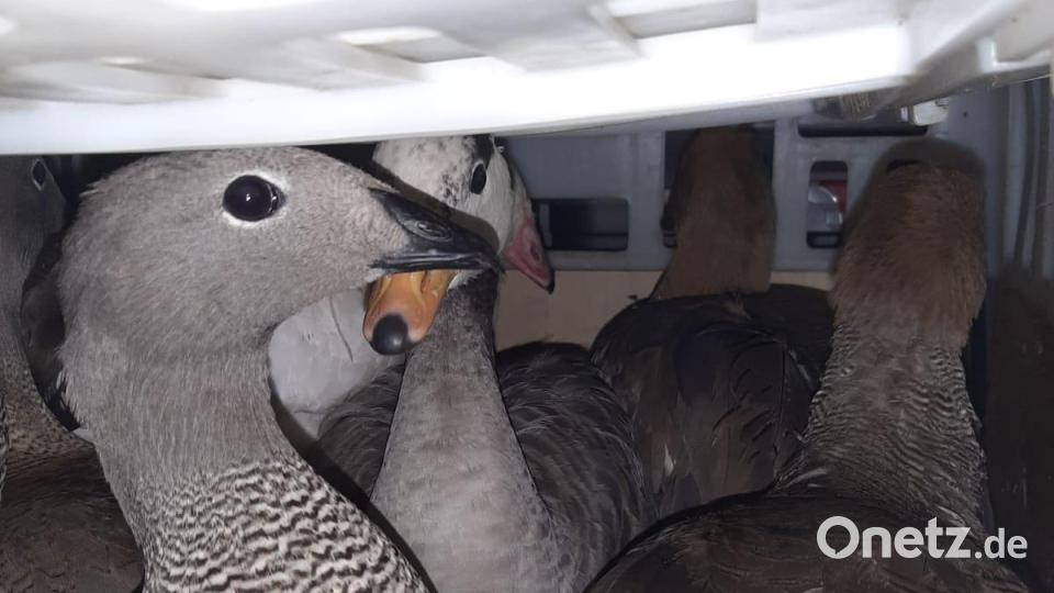 Illegaler Tiertransport bei Schwandorf 2022 September Deutscher Tierschutzbund, Landesverband Bayern Bild:  Deutscher Tierschutzbund, Landesverband Bayern