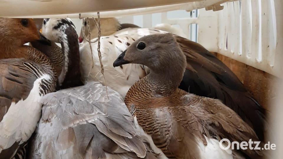 Illegaler Tiertransport bei Schwandorf 2022 Deutscher Tierschutzbund, Landesverband Bayern Bild: Deutscher Tierschutzbund, Landesverband Bayern