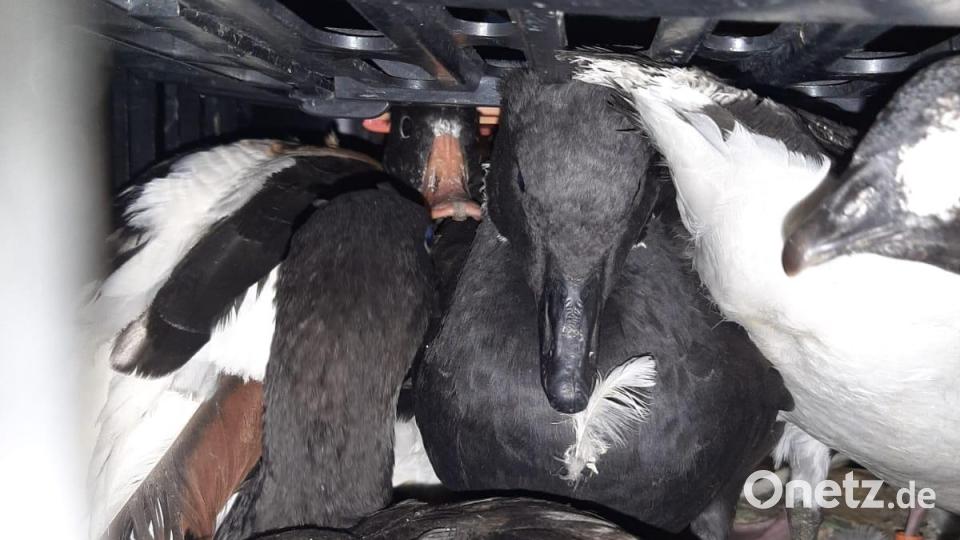 Illegaler Tiertransport bei Schwandorf 2022 September Deutscher Tierschutzbund, Landesverband Bayern Bild:  Deutscher Tierschutzbund, Landesverband Bayern