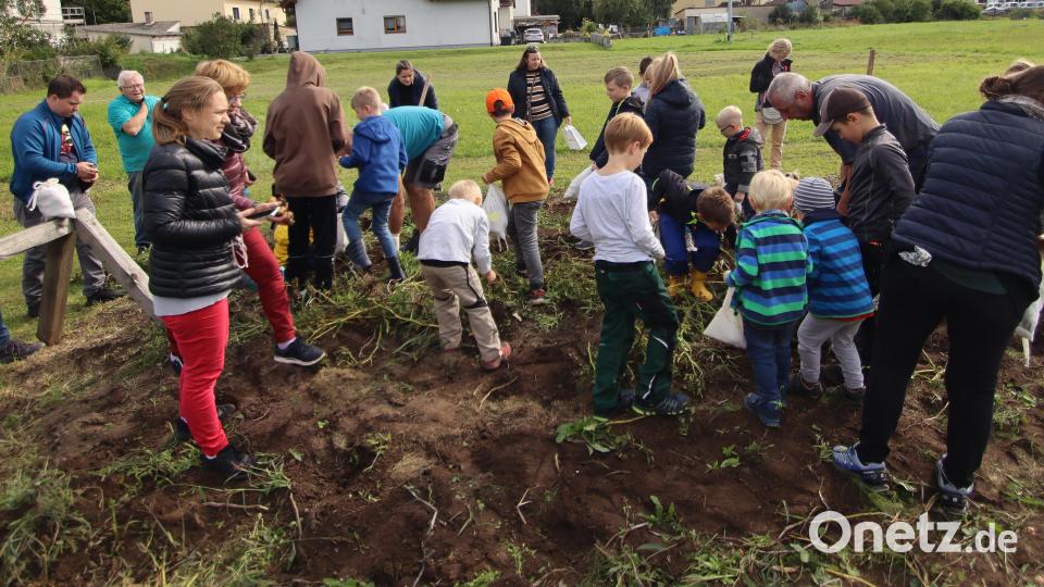 Über 30 Kinder suchten mit Eifer nach Kartoffeln. Ihre Mühe wurde reichl belohnt. Bild: mfh