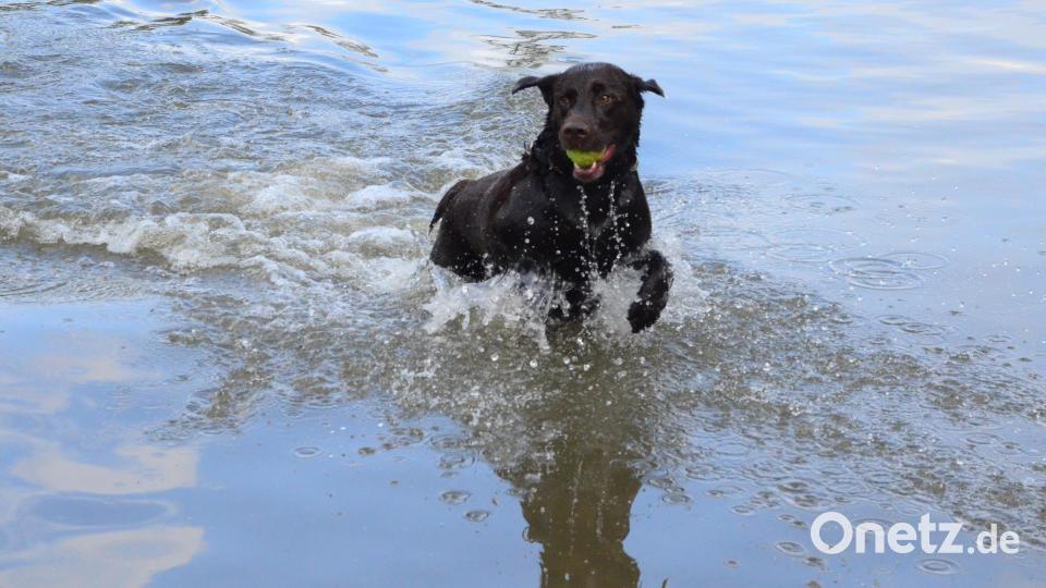 Hundeschwimmen im Schätzlerbad. Bild: Kunz