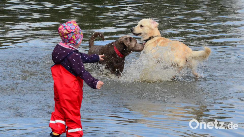 Hundeschwimmtag im Schätzlerbad. Bild: Kunz