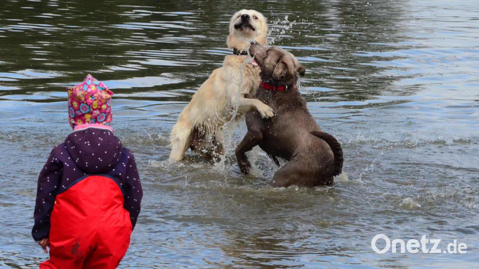 Hundeschwimmtag im Schätzlerbad. Bild: Kunz