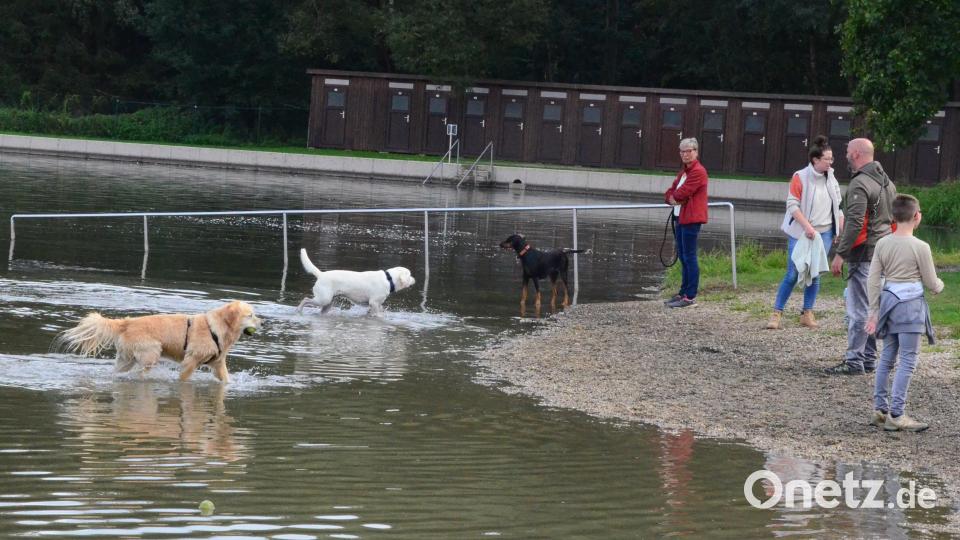 Die Hunde halten sich auffallend in Ufernähe auf. Bild: Kunz